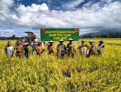 Dukung Ketahanan Pangan, Kodim 1505 Tidore Panen Padi