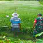 Dukung Ketahanan Pangan, Babinsa Koramil 0808/20 Sananwetan Terjun Langsung Ke Lapangan