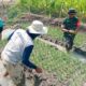 Dukung Ketahanan Pangan, Babinsa Posramil Gondang Bojonegoro bantu Petani Tanam Cabai