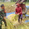 Sukseskan Ketahanan pangan, Babinsa Bantu Petani Panen Padi