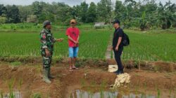 TNI dan Penyuluh Pertanian Lakukan Pemantauan Pertumbuhan Padi di Kabupaten Tanah Laut, Dukung Swasembada Pangan