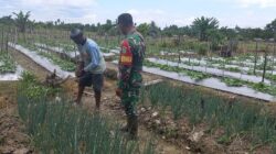 Babinsa Kampung Kaugapu Dampingi Petani Rawat Tanaman