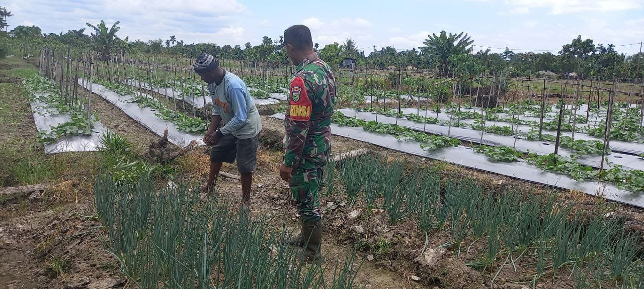 Babinsa Kampung Kaugapu Dampingi Petani Rawat Tanaman