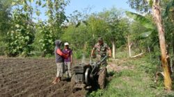 Koramil Leces Dampingi Petani dalam Pengolahan Lahan untuk Antisipasi Pangan