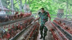 Babinsa Timika Komsos Bersama Pemilik Ternak Ayam Petelur