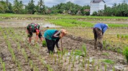 Babinsa Koramil Kelua Dampingi Petani untuk Meningkatkan Hasil Pertanian