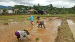 Wujudkan Ketahanan Pangan, Babinsa Lakukan Penanaman Padi Bersama Petani