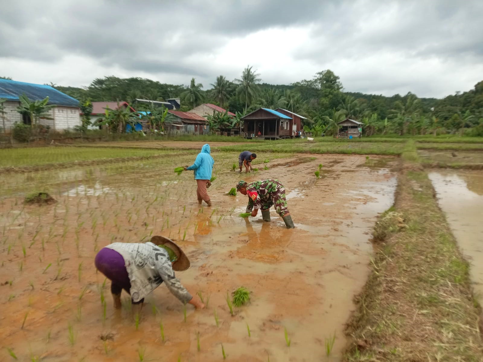 Wujudkan Ketahanan Pangan, Babinsa Lakukan Penanaman Padi Bersama Petani