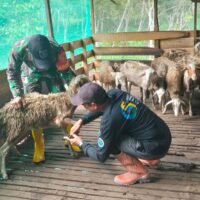 Kisah Sukses Babinsa Edy Karyani: Ternak Kambing Beromzet Puluhan Juta