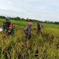 Dari Sawah untuk Negeri: Babinsa HST Bantu Petani Wujudkan Swasembada Pangan