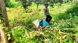 Bhabinkamtibmas Polsek Gading Dampingi Petani Jaga Ketahanan Pangan Nasional