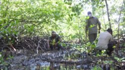 Penanaman Mangrove Kodim 1510/Sula: Langkah Konkret Menjaga Ekosistem Pantai dalam rangkaian Program TMMD Ke-123 di Desa Mangega