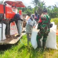 Wujudkan Ketahanan Pangan Di Wilayah, Babinsa Lakukan Pendampingan Panen Padi Bersama Petani