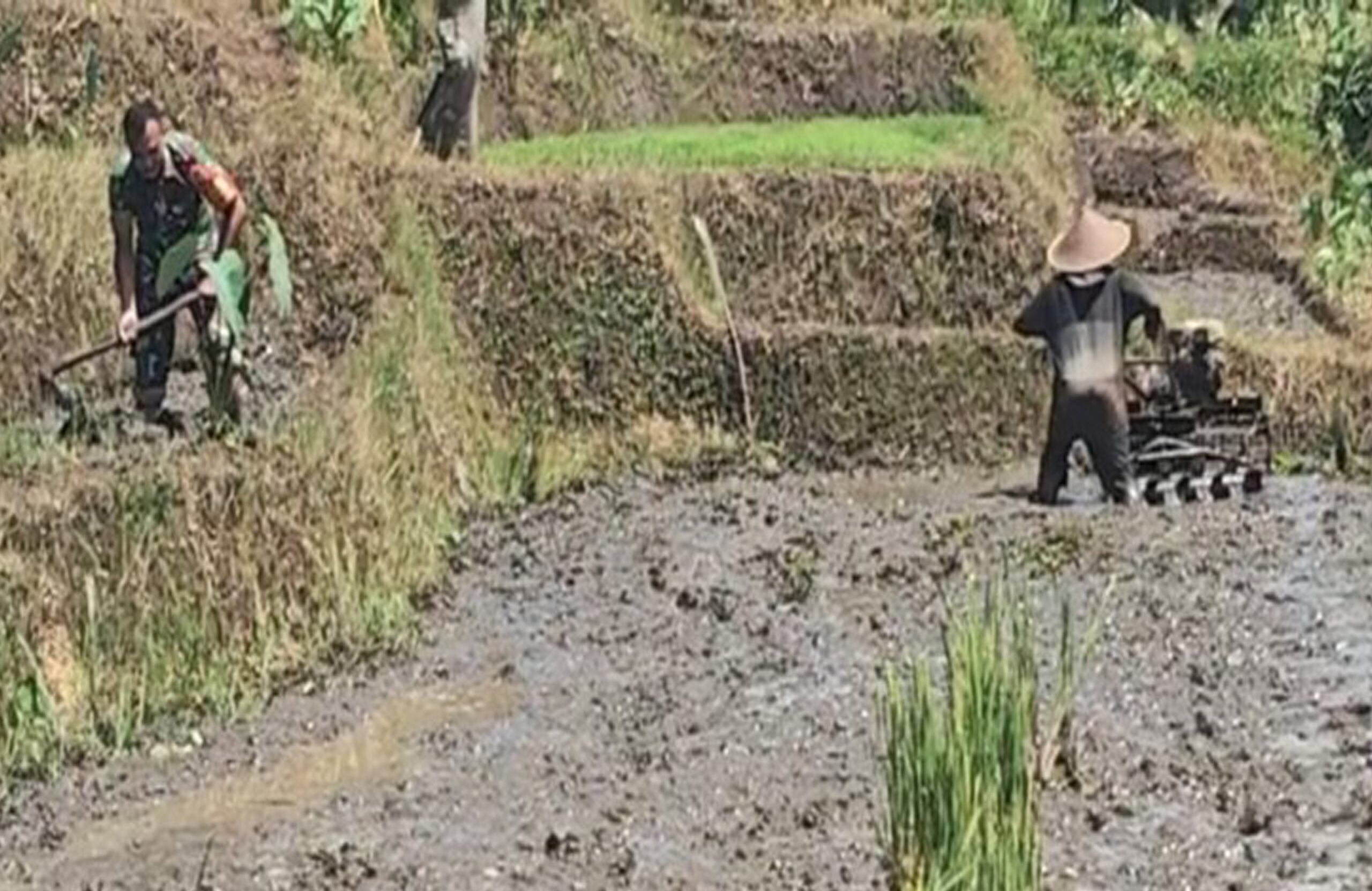 Babinsa Desa Olakalen Dan Petani Bersinergi, Kejar Musim Tanam Padi Dua Kali Setahun di Wilayah Selorejo