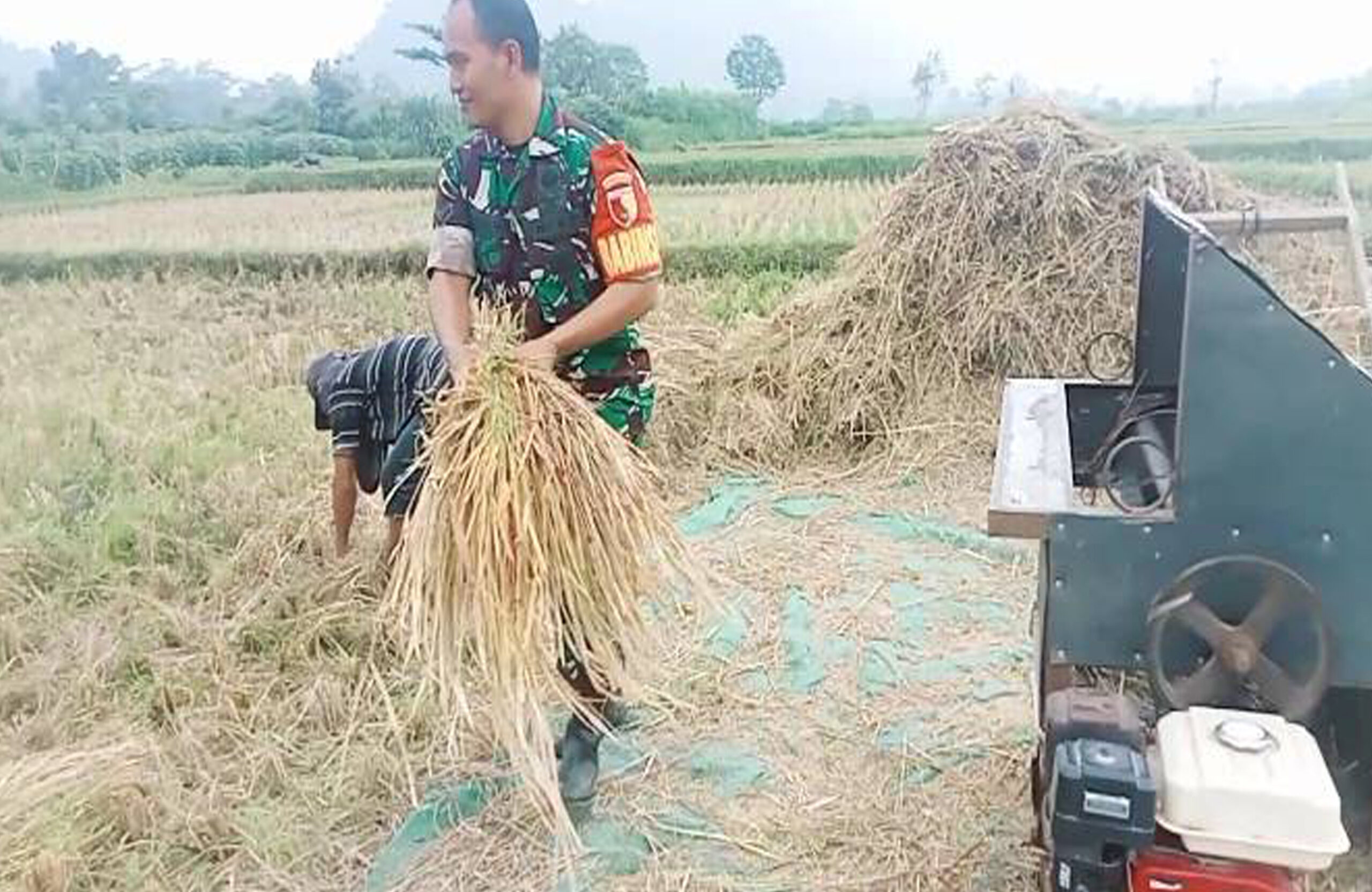 Panen Dan Penyerapan Padi Hasil Panen Berlanjut, Babinsa Kawedusan Yakinkan Penyerapan Berlangsung Optimal