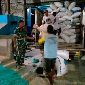 Babinsa Koramil 0811/05 Rengel Bersinergi Dengan Bulog Serap Gabah Kering Yang Baru Panen Milik Masyarakat
