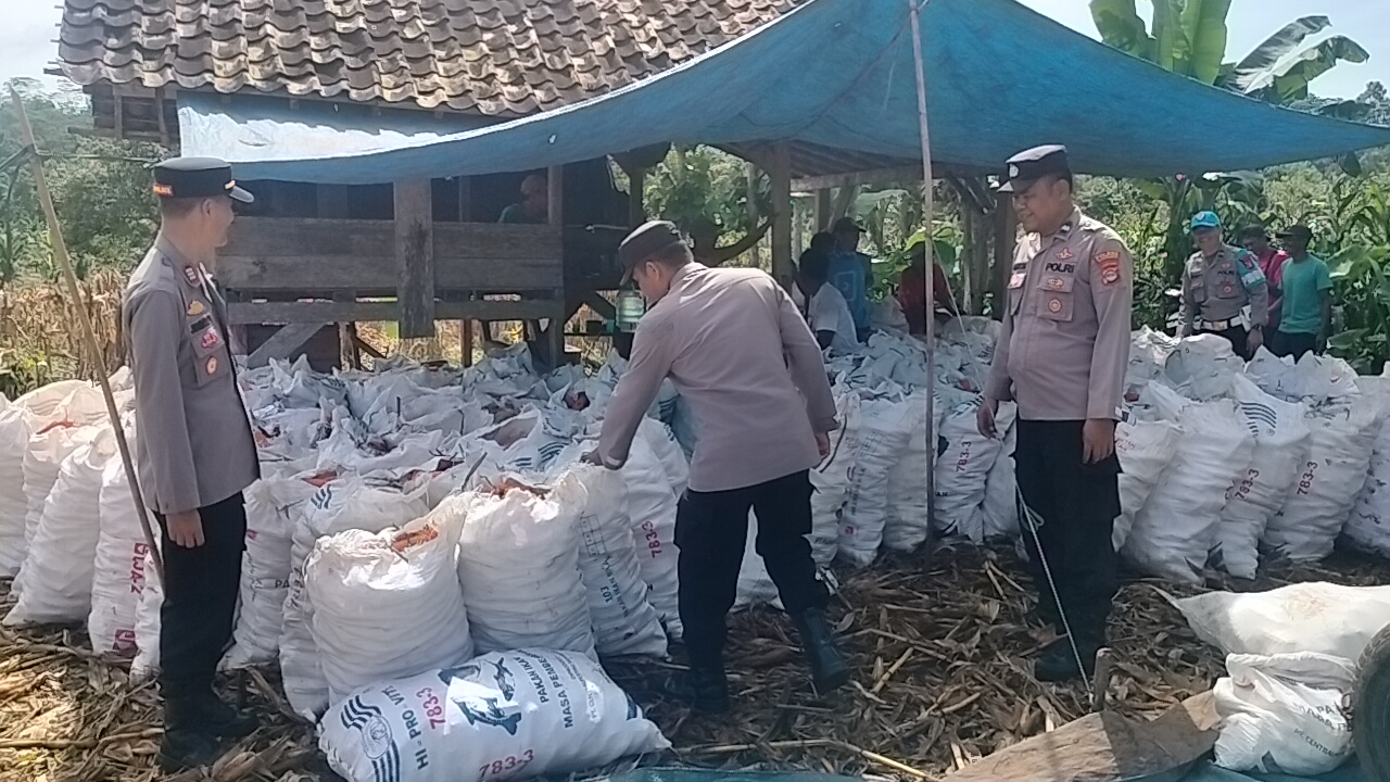 Polres Tanggamus Kembali Gelar Panen Jagung di Lahan Warga Pulau Panggung