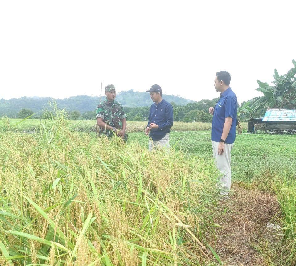 Babinsa Kodim 1009/Tanah Laut Dampingi Panen Padi Petani Takisung