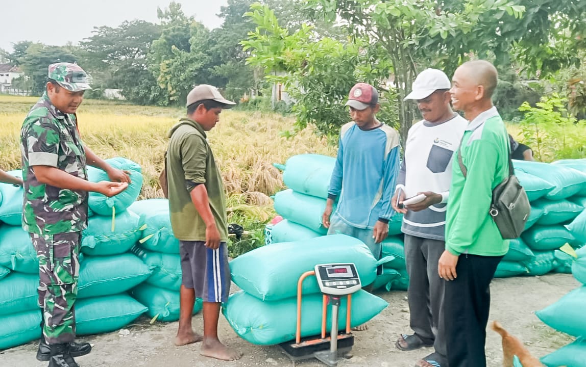 Babinsa Koramil Dander Bojonegoro, dampingi Bulog Serap Gabah Petani Sebanyak 10 Ton