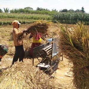 TNI Koramil Bantaran Dampingi Petani Panen Padi untuk Ketahanan Pangan