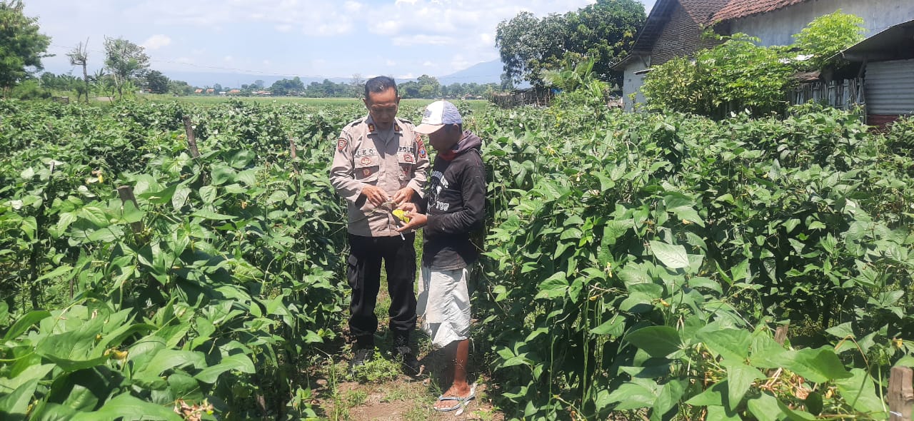 Bhabinkamtibmas Polsek Pajarakan Pantau Tanaman Kacang Panjang untuk Ketahanan Pangan