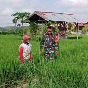 Wujudkan Ketahanan Pangan, Babinsa Loh Sumber Lakukan Pendampingan Kepada Petani di Desa