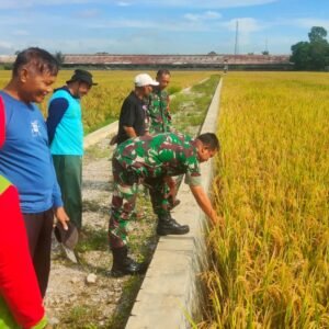 Koramil Loa Kulu Siap Dukung Program Ketahanan Pangan di Wilayah Kukar