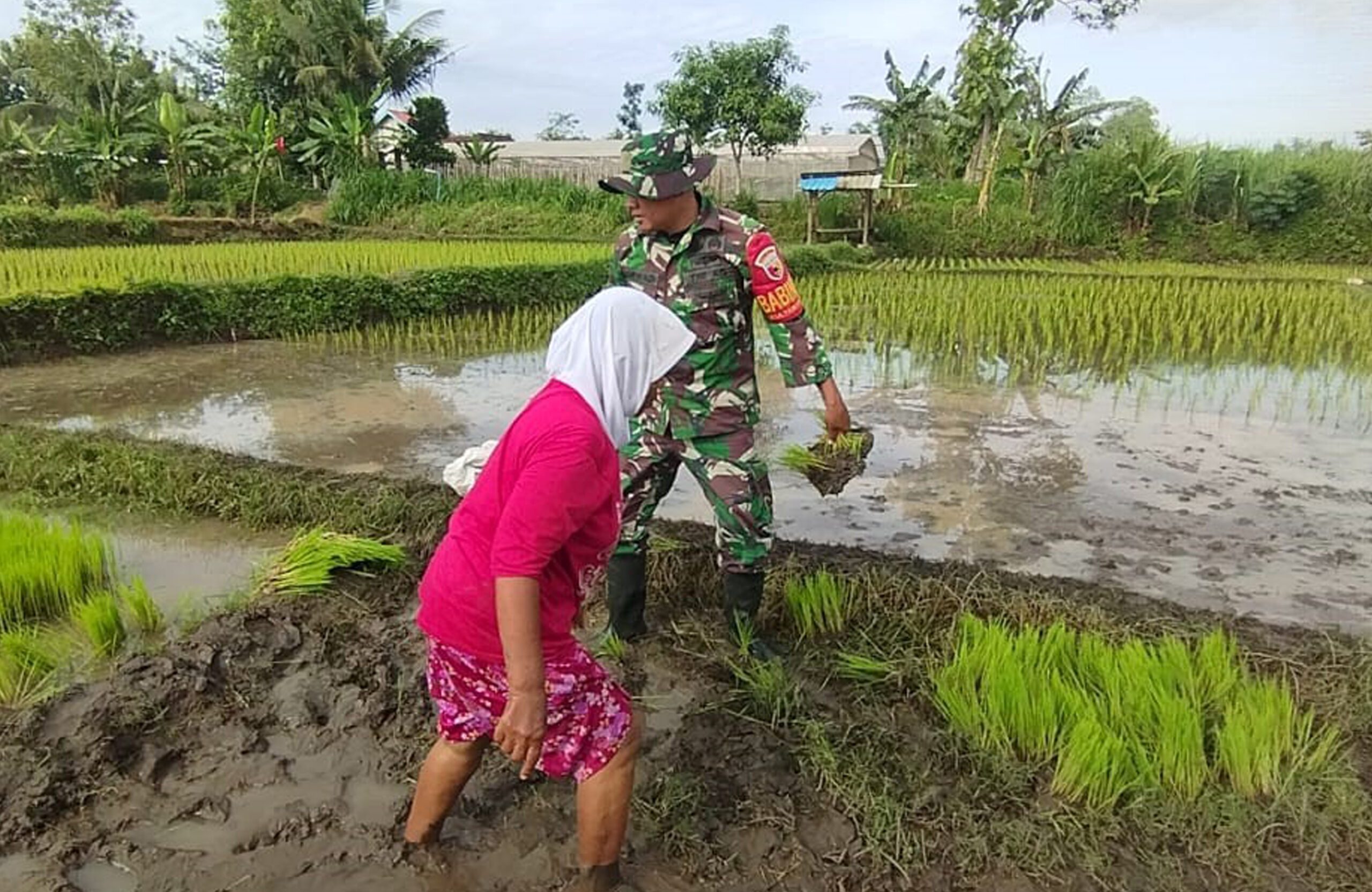 Percepat Masa Tanam, Babinsa Desa Ngembul Dampingi Petani Tanam Padi