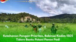Ketahanan Pangan Prioritas, Babinsa Kodim 1505 Tidore Bantu Panen Padi