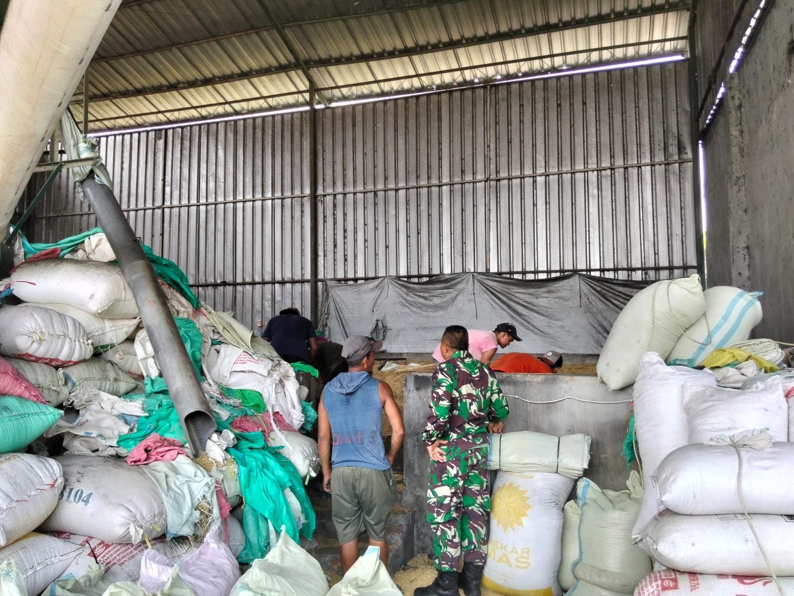 TNI Kodim 0820 Probolinggo Dukung Serapan Gabah Petani di Kedopok
