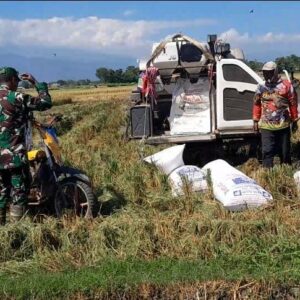 TNI Kodim 0820/Probolinggo Perkuat Ketahanan Pangan Lewat Pendampingan Petani di Kotaanyar 