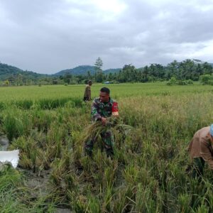 TNI Hadir untuk Warga: Babinsa Koramil 1505-03/Maba Dukung Ketahanan Pangan