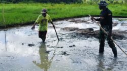 Ketahanan Pangan Satgas TMMD Ke-124 Kodim 1802/Sorong Bersama Masyarakat Garap Lahan 2 Ha