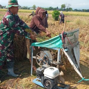 Babinsa Kodim 0820 Probolinggo Turun Sawah Dukung Ketahanan Pangan di Gending 