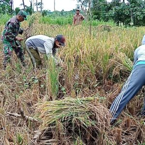 Babinsa Kodim Probolinggo Dampingi Petani Banyuanyar Panen Padi Tingkatkan Ketahanan Pangan Nasional 