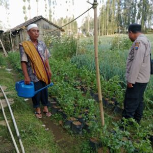 Bhabinkamtibmas Polsek Sumber Pantau Tanaman Seledri Dukung Ketahanan Pangan