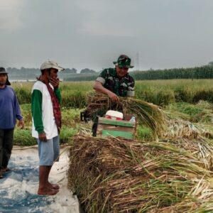 Kodim 0820/Probolinggo Dampingi Panen Padi Dukung Ketahanan Pangan di Leces