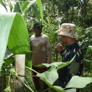 TMMD Kodim 1002 HST Dorong Perkebunan Tumbuh di Pengambau Hilir