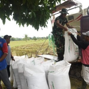 Satgas TMMD Kodim 1002/HST Bantu Petani Dukung Nawa Cita Prabowo Satgas TMMD Kodim 1002/HST Bantu Petani Dukung Nawa Cita Prabowo