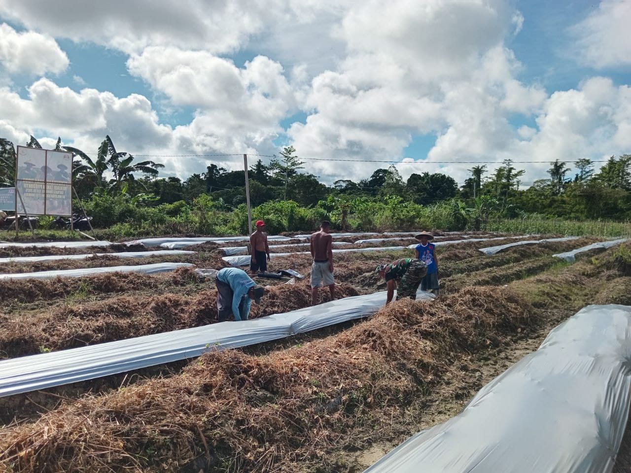 Satgas TMMD 124 Kodim 1710/Mimika Bersama Poktan Noken Naena Terus Kejar Target Penanaman Di Lokasi Pembukaan Lahan Tidur