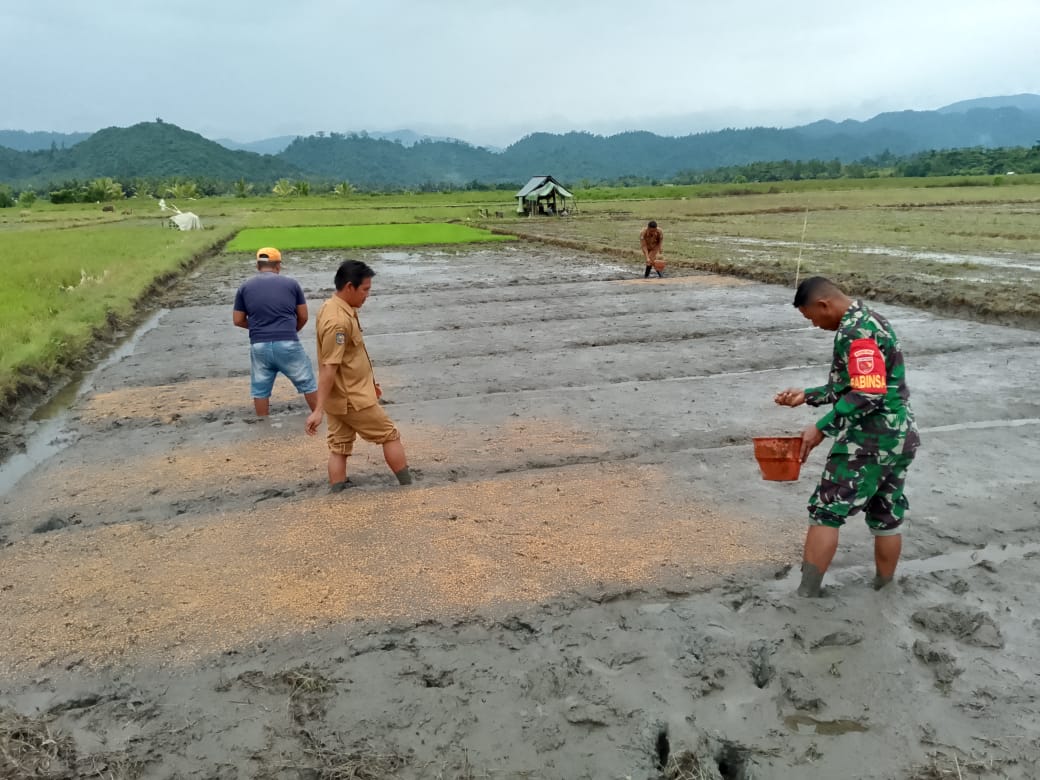 Demi Pangan Berkelanjutan, Babinsa Kodim 1505 Tidore Aktif Dampingi Petani