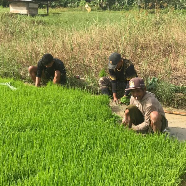 Pembangunan Bidang Ketahanan Pangan Program TMMD Ke-124 Kodim 1802/Sorong Capai 84 Persen