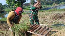 Babinsa Penataran Dampingi Panen Padi, Ajak Petani Optimalkan Ketersediaan Air Untuk Tanam Kembali