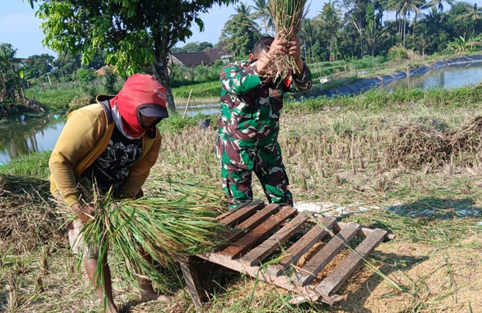 Babinsa Penataran Dampingi Panen Padi, Ajak Petani Optimalkan Ketersediaan Air Untuk Tanam Kembali