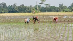 Babinsa Tegalrejo Dampingi Petani Tanam Padi Di Musim Tanam Kedua