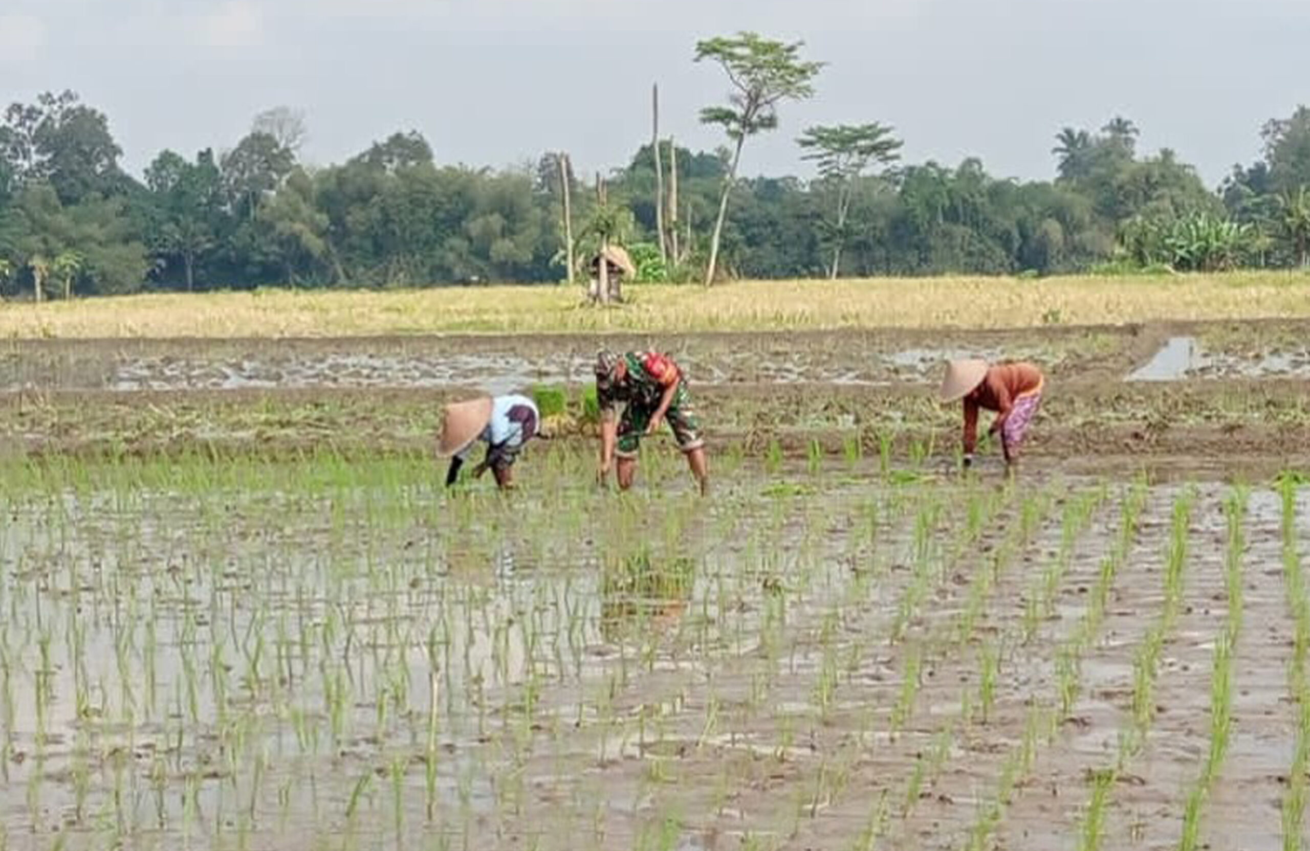 Babinsa Tegalrejo Dampingi Petani Tanam Padi Di Musim Tanam Kedua