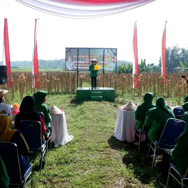 Tunjukkan Aksi Nyata Dukung Ketahanan Pangan, Persit KCK Kodim 0811/Tuban Panen Raya Jagung
