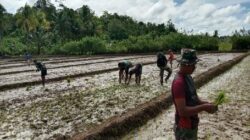 TMMD Kodim 1802/Sorong Tuntaskan 95% Lahan Ketahanan Pangan di Yeflio