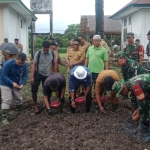 Tingkatkan Produktivitas Pertanian, Babinsa Kodim 1505 Tidore Ikut Andil dalam Gerakan Tanam Padi Tingkatkan Produktivitas Pertanian, Babinsa Kodim 1505 Tidore Ikut Andil dalam Gerakan Tanam Padi