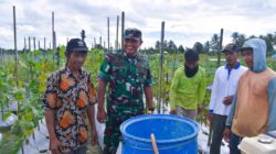 Dandim 1710/Mimika Tinjau Ketahanan Pangan Di Lahan Percontohan Petani Binaan